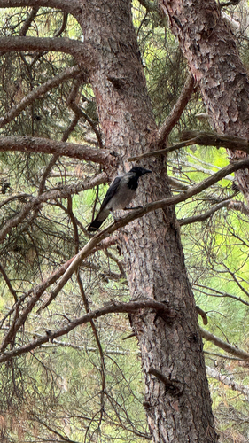 Hooded Crow