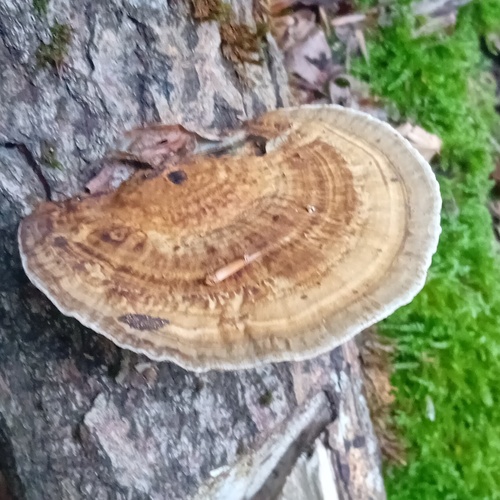 Thin-walled Maze Polypore
