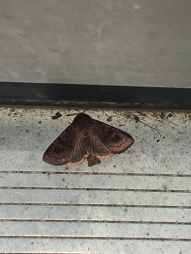 Bronzed Cutworm Moth