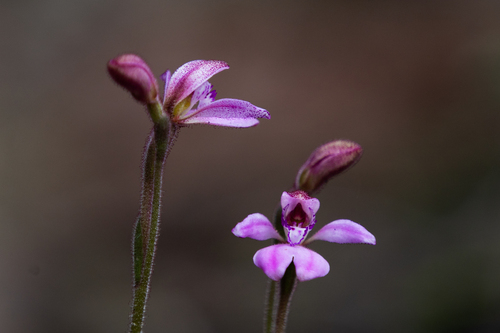 little pink fan orchid