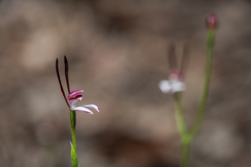 Rabbit Orchid