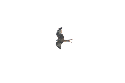 Red Kite