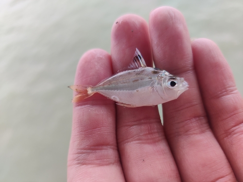 Twoblotch Ponyfish