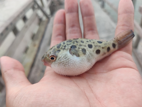 Green Spotted Puffer