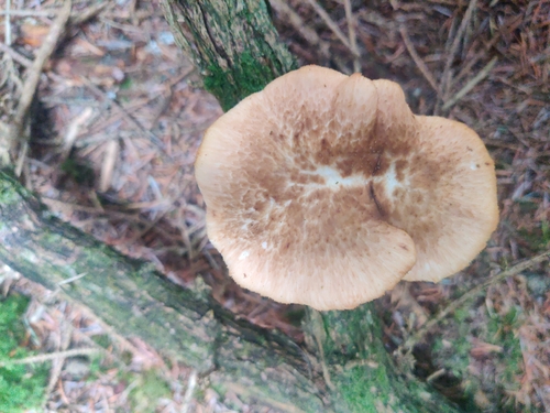tuberous polypore