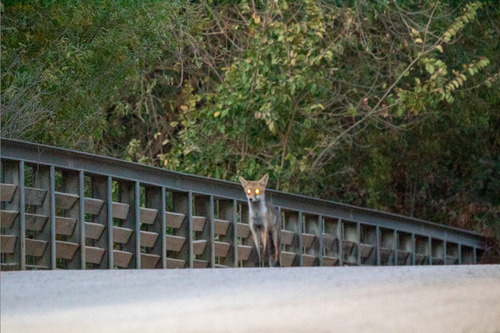 Red Fox