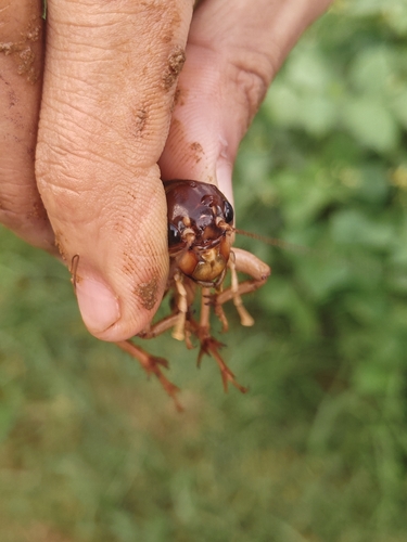 Tarbinskiellus portentosus