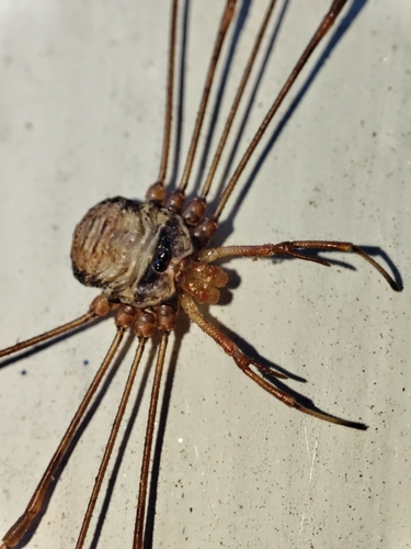 Fork-palped Harvestman