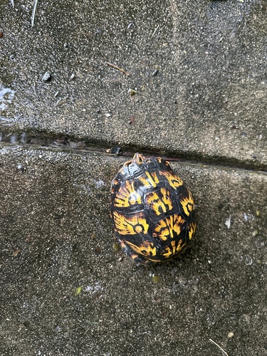 Eastern Box Turtle