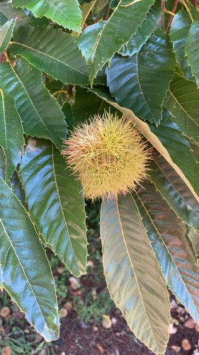 Sweet Chestnut