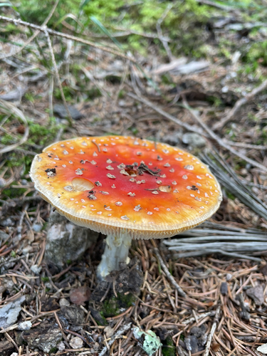 Fly Agaric