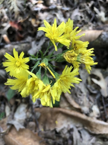 Hieracium racemosum
