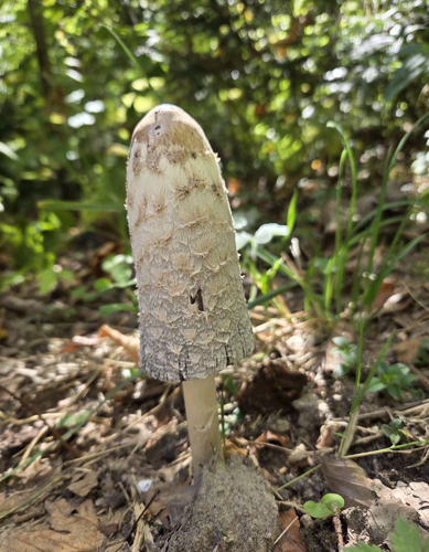 Shaggy Mane