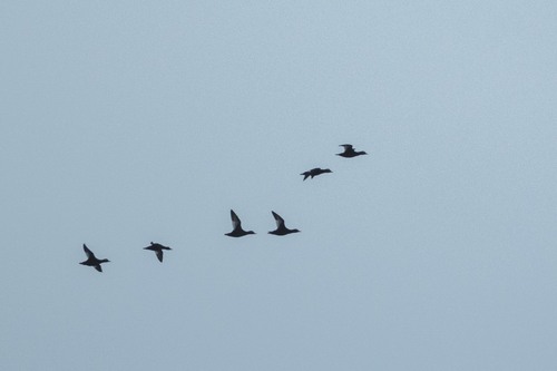 Velvet Scoter