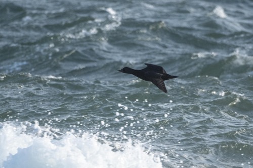 Common Scoter