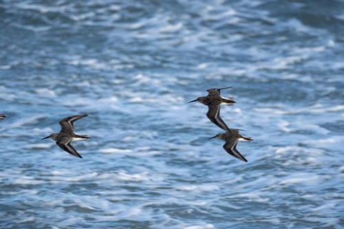 Dunlin