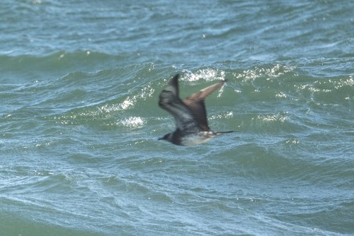 Parasitic Jaeger