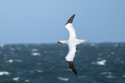 Northern Gannet