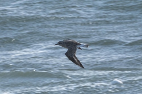 Black-bellied Plover