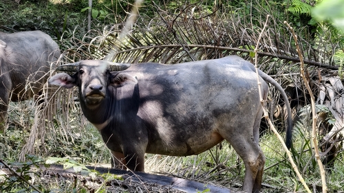 Domestic Water Buffalo