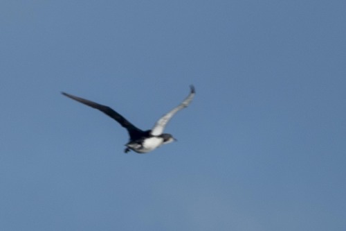Arctic Loon
