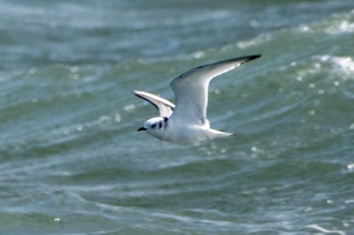 Black-legged Kittiwake