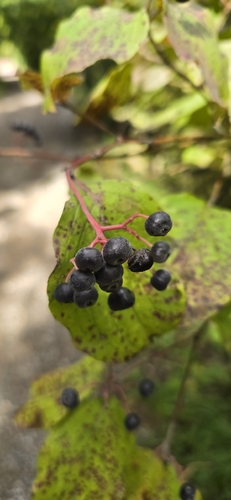 common dogwood