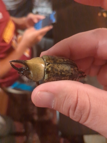 Eastern Hercules Beetle