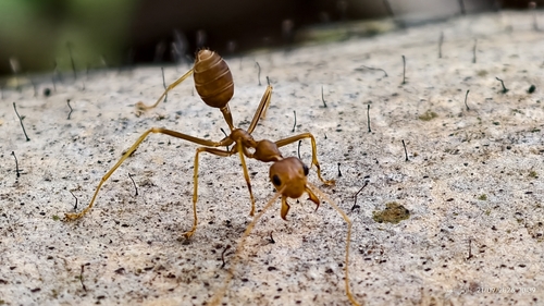 Asian Weaver Ant
