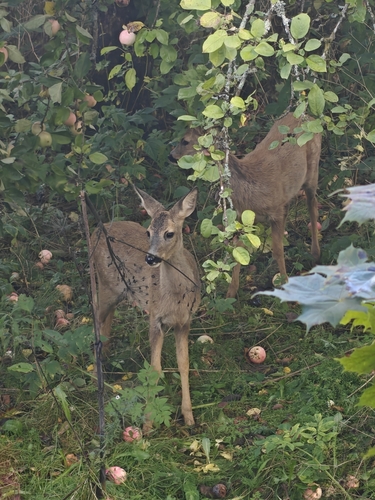 Western Roe Deer