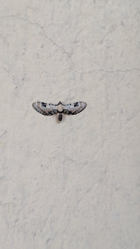 Lime-speck Pug