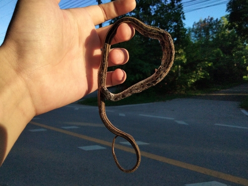 Buff Striped Keelback