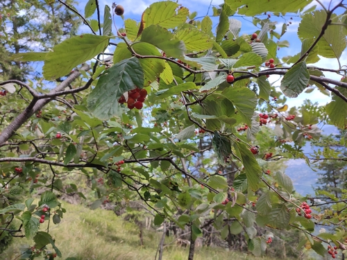 Whitebeam