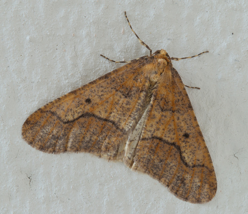 Mottled Umber