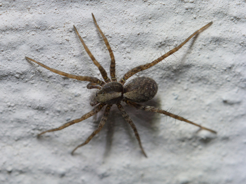 Common Forest Wolf Spider Complex