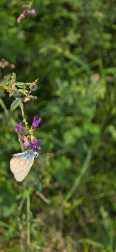 Common Blue
