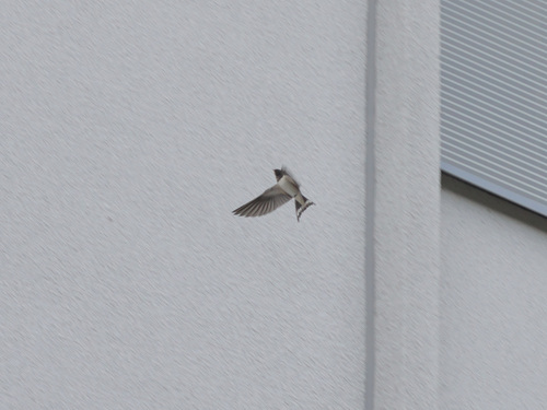 Barn Swallow