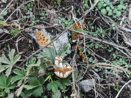 Queen of Spain Fritillary