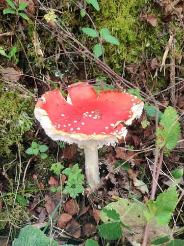 Fly Agaric