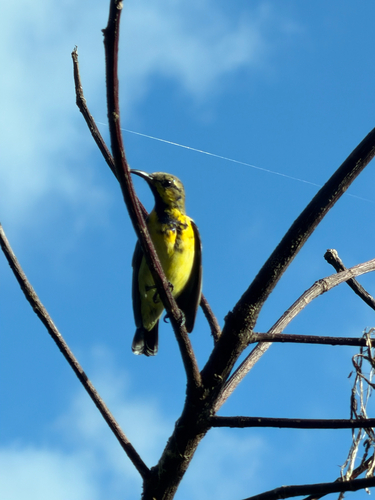 Ornate Sunbird