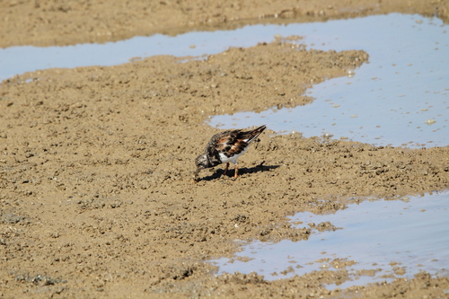 Ruddy Turnstone
