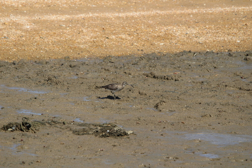 Eurasian Whimbrel