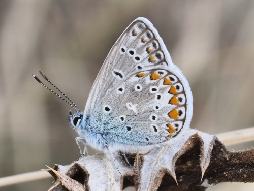 Common Blue