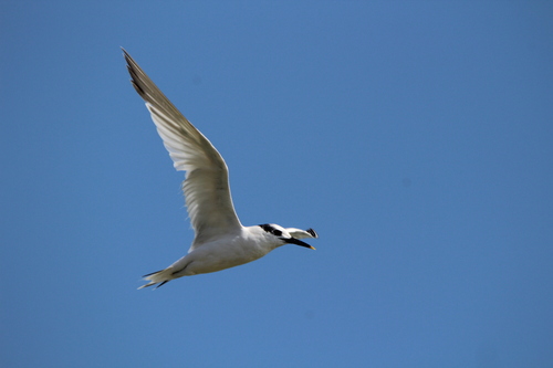 Sandwich Tern