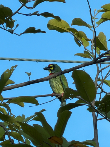 Coppersmith Barbet