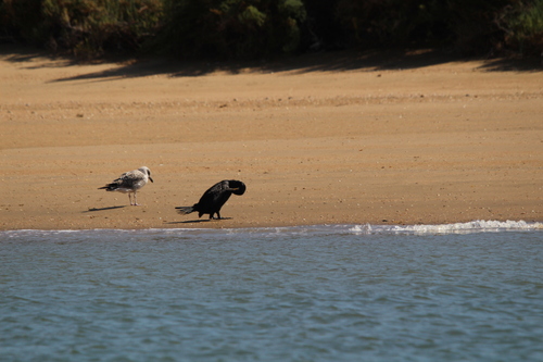 Great Cormorant