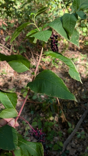 American pokeweed
