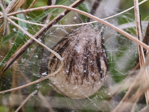 Wasp Spider