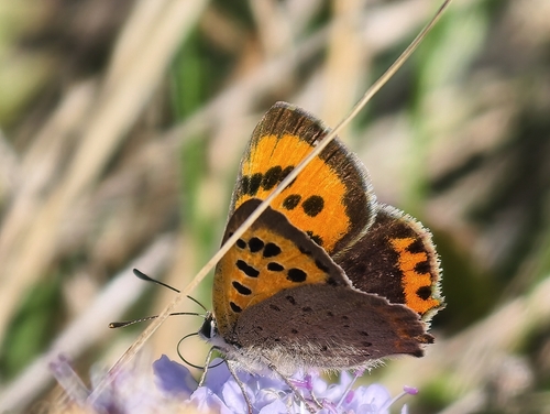 Small Copper