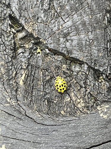 22-spot Ladybird
